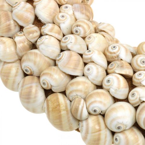 Floristik24 Sraigių vainikas, jūrinė dekoracija, natūralios Mattukan sraigės natūralios spalvos Ø39,5cm