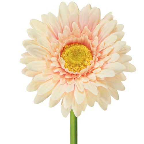 Dirbtinės gėlės Gerbera Abrikosas 47cm