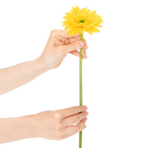Dirbtinės Gerberos Gėlės, Saulės Geltonos, Sodo Gėlė, 47 cm, 6 Vnt. | Floristik24.lt