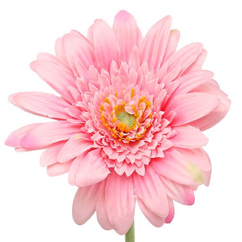 Floristik24 Dirbtinė gerbera rožinė Ø10cm L53cm 6vnt