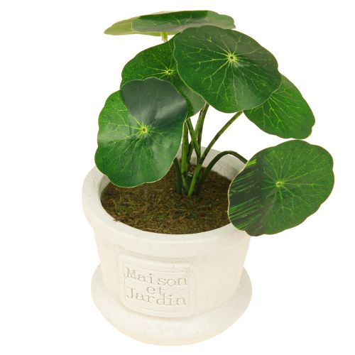 daiktų Dirbtiniai žalieji augalai mini augalai vazonėlyje 15cm 3vnt