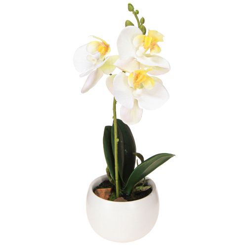 Floristik24 Dirbtinės orchidėjos vazonėlyje baltos mini orchidėjos Ø7cm H22cm
