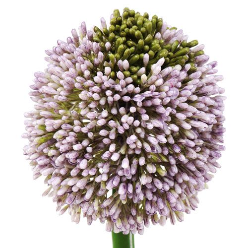 daiktų Dirbtinės gėlės Allium Purple Ø10cm L65cm