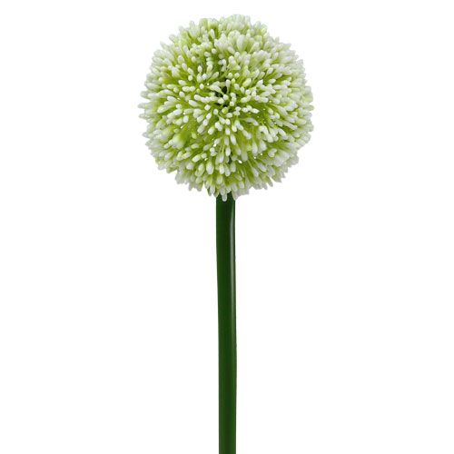 Floristik24 Dirbtinis Allium White Ø10cm L65cm