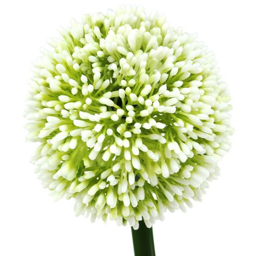 daiktų Dirbtinis Allium White Ø10cm L65cm