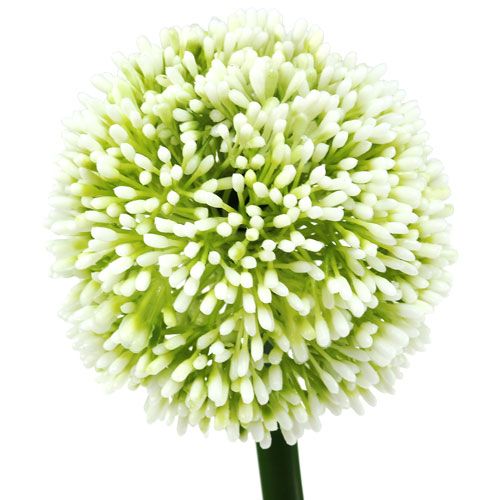 Floristik24 Dirbtinis Allium White Ø10cm L65cm