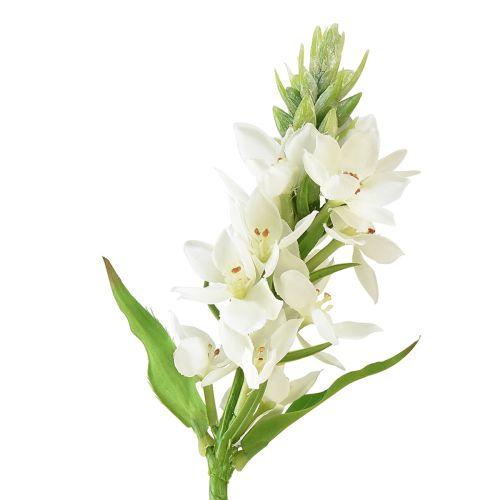 Floristik24 Dirbtinė gėlė pieno žvaigždė balta 50cm