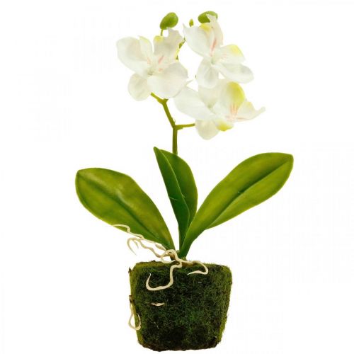 Floristik24 Dirbtinės orchidėjos Dirbtinių gėlių orchidėja balta 20cm