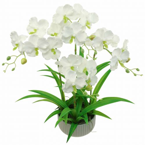 Floristik24 Dirbtinės orchidėjų dirbtinės gėlės vazone baltas 60cm