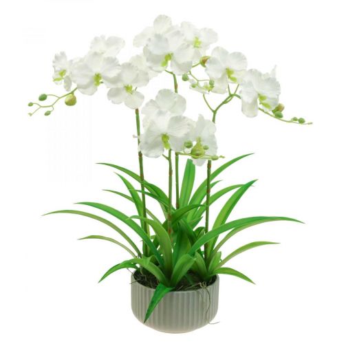 Floristik24 Dirbtinės orchidėjos dirbtinės gėlės baltame vazone 60cm