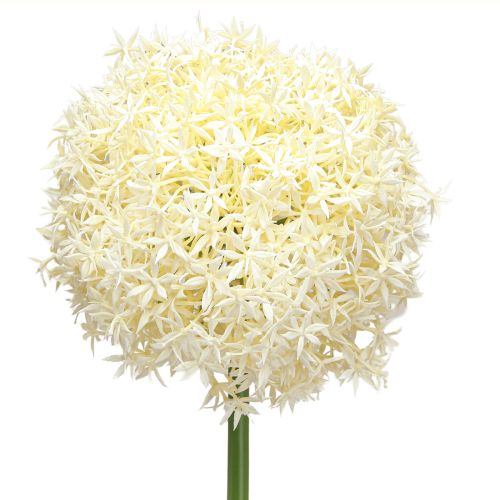 Floristik24 Dirbtinis Allium kreminis baltas dekoratyvinis svogūnas Ø18cm L90cm