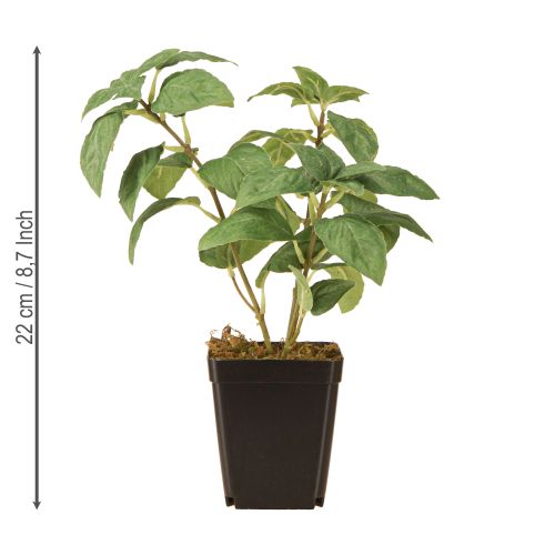 daiktų Dirbtinis bazilikas vazonėlyje Žaliosios žolelės H22cm
