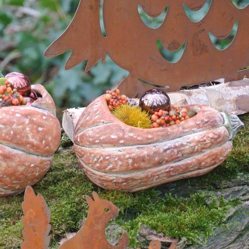 Floristik24 Moliūgas sodinimui Oranžinė 28 × 15 × 14cm