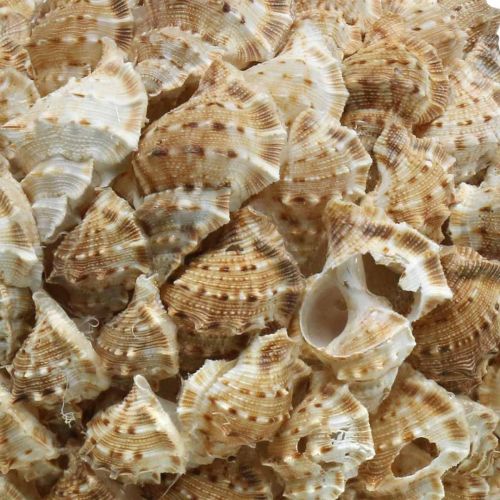 daiktų Kriauklių dekoravimo rutulinės jūros sraigės Jūrinė dekoracija pakabinimui Ø18cm