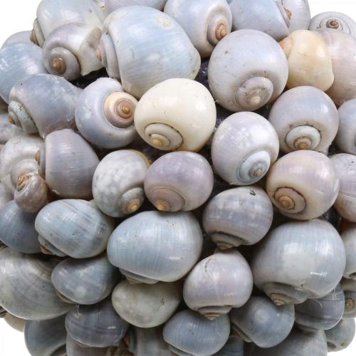 Floristik24 Deco rutulinės jūrinės sraigės didelės Jūrinė dekoracija pakabinimui Ø25cm