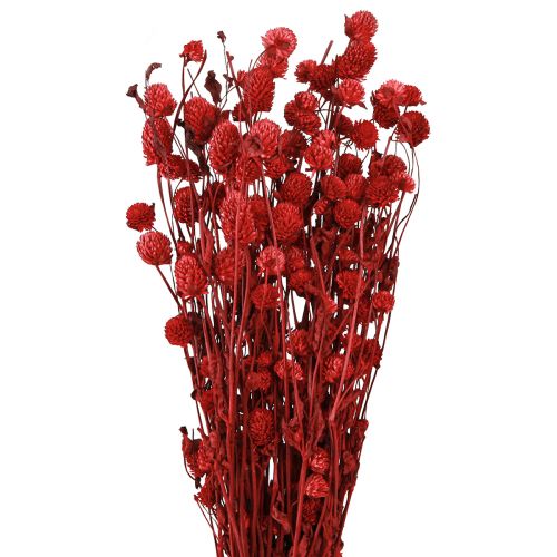 Floristik24 Gaublys burnočiai Gomphrena Globosa tamsiai raudonos spalvos L45cm 100g