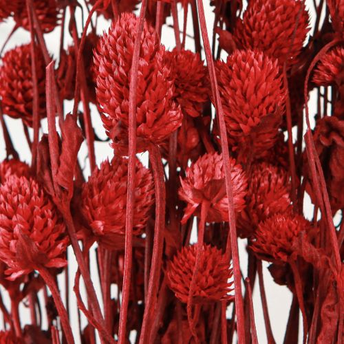 daiktų Gaublys burnočiai Gomphrena Globosa tamsiai raudonos spalvos L45cm 100g