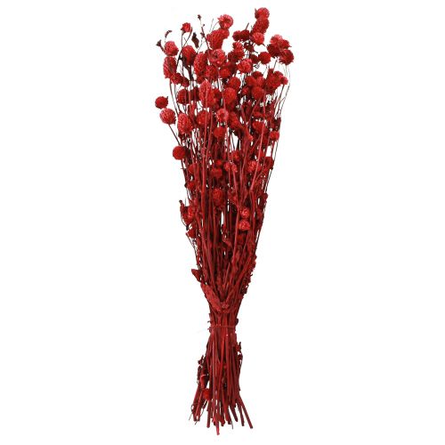 daiktų Gaublys burnočiai Gomphrena Globosa tamsiai raudonos spalvos L45cm 100g