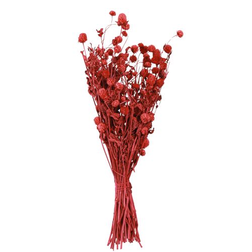 daiktų Globe amarantas Gomphrena Globosa ryškiai raudonas L45cm 100g