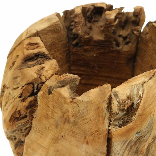 Floristik24 Dubenėlis šaknų medžio kamparas Ø20cm H17cm