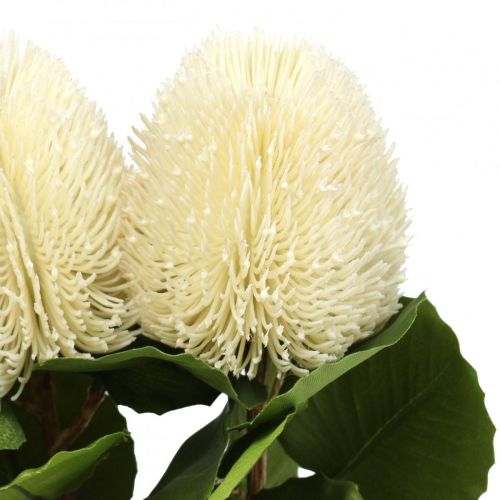 Dirbtinės gėlės, Banksia, Proteaceae kreminės baltos spalvos L58cm A6cm 3vnt.