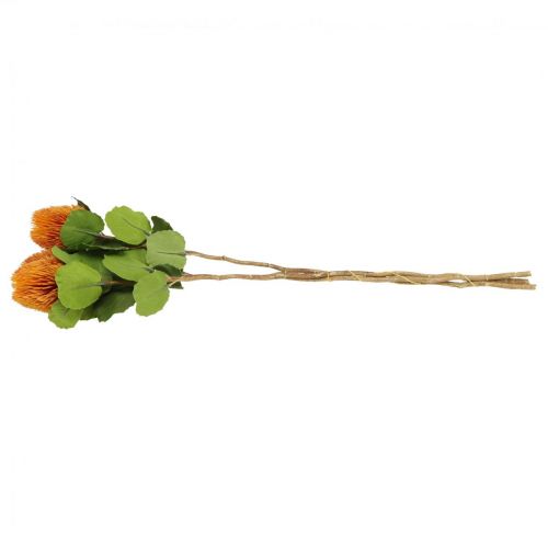 Floristik24 Dirbtinės gėlės, Banksia, Proteaceae Orange L58cm A6cm 3 vnt