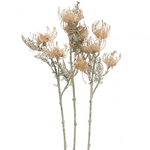 daiktų Dirbtinės gėlės, Gėlė pagalvėlė, Leucospermum, Proteaceae Wash White L58cm 3vnt.