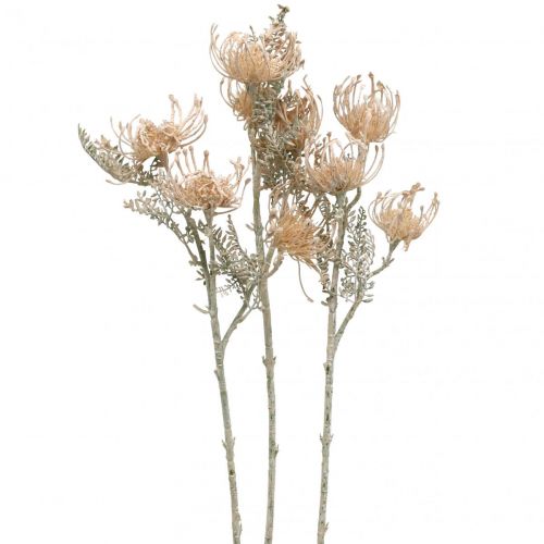 Floristik24 Dirbtinės gėlės, Gėlė pagalvėlė, Leucospermum, Proteaceae Wash White L58cm 3vnt.