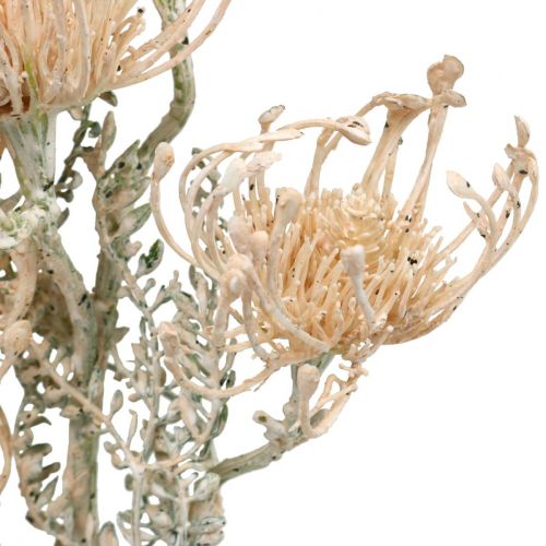 Floristik24 Dirbtinės gėlės, Gėlė pagalvėlė, Leucospermum, Proteaceae Wash White L58cm 3vnt.