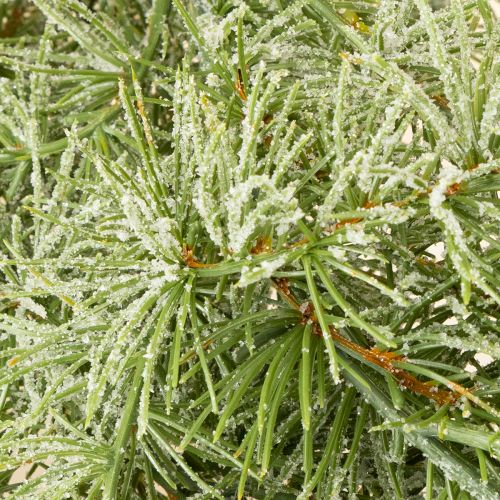 daiktų Dekoratyvinė maumedžio girlianda atmosferiniam kambario dizainui, 250 cm