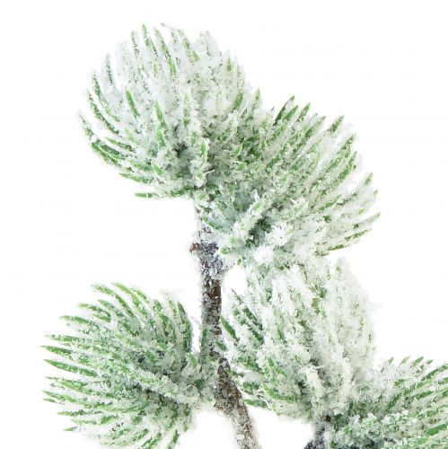 Floristik24 Dirbtinio maumedžio šaka žalia dekoratyvinė šaka apsnigta L25cm