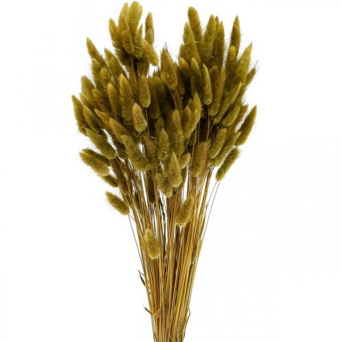 Floristik24 Lagurus džiovintos triušio uodegos žolės alyvuogės 65-70cm 100g