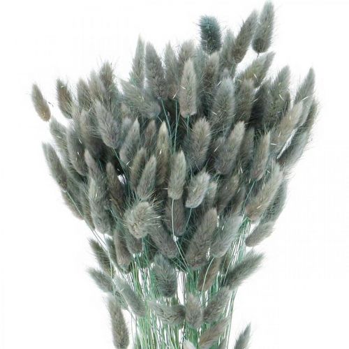 daiktų Lagurus džiovinta triušio uodega mėlyna žalia žolė 65-70cm 100g