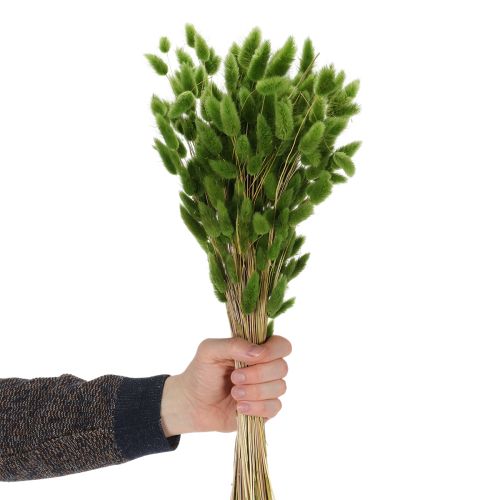 daiktų Džiovintos kiškio žolės (Lagurus) 65-70 cm 100 g