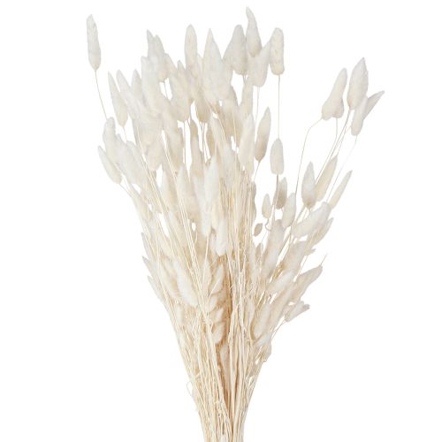 daiktų Džiovintos gėlės Lagurus Natural – kreminės baltos purios triušio uodegos žolė 55-70cm 100g