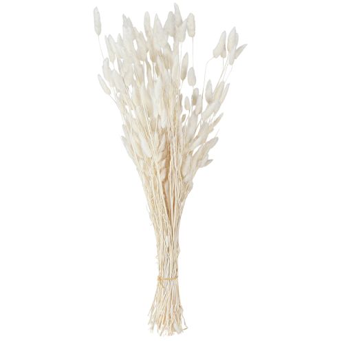 daiktų Džiovintos gėlės Lagurus Natural – kreminės baltos purios triušio uodegos žolė 55-70cm 100g