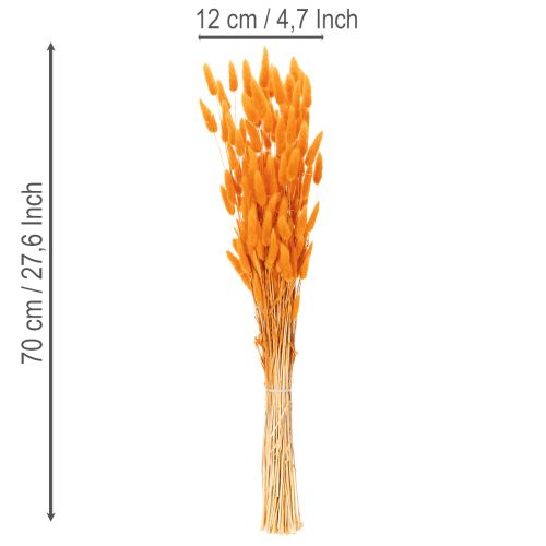 Džiovintos aksominės žolės kekė Lagurus, 70 cm, 100 g | Floristik24.lt