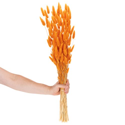 Džiovintos aksominės žolės kekė Lagurus, 70 cm, 100 g | Floristik24.lt