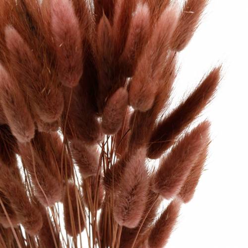 Floristik24 Sausa floristika triušio uodegos žolė Lagurus rausvai ruda 100g