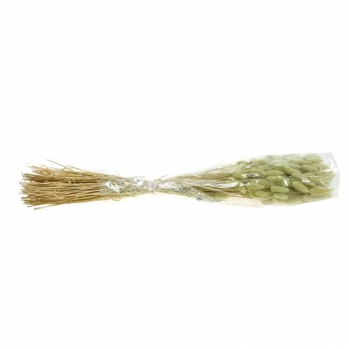 Floristik24 Velvet Grass Lagurus Light Green 100g Sausos žolės