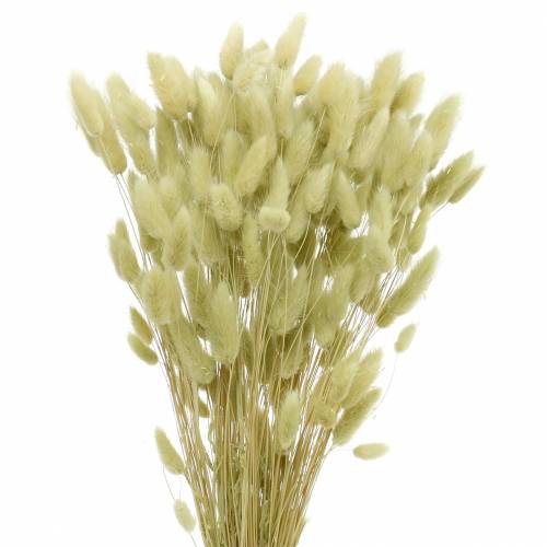 daiktų Velvet Grass Lagurus Light Green 100g Sausos žolės