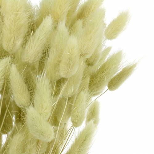 Floristik24 Velvet Grass Lagurus Light Green 100g Sausos žolės