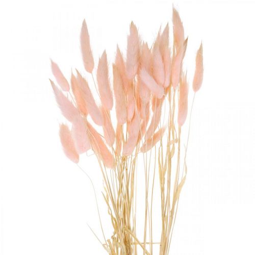 Floristik24 Dekoratyvinė žolė rožinė, Lagurus, natūrali dekoracija, sausa floristika L45-50cm 30 vnt.