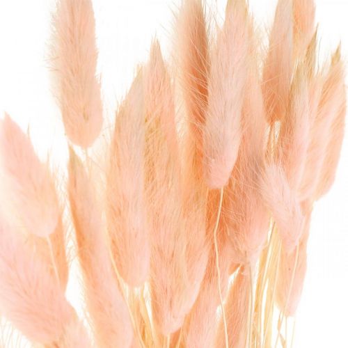 Floristik24 Dekoratyvinė žolė rožinė, Lagurus, natūrali dekoracija, sausa floristika L45-50cm 30 vnt.