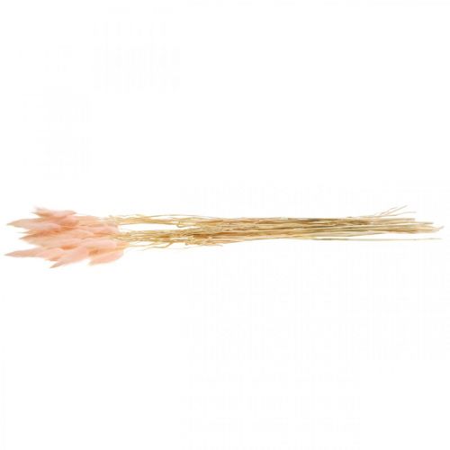 Floristik24 Dekoratyvinė žolė rožinė, Lagurus, natūrali dekoracija, sausa floristika L45-50cm 30 vnt.