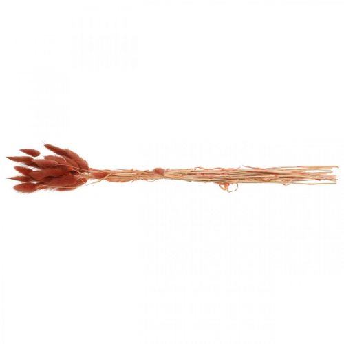 Floristik24 Sausa žolė rūdžių raudona, natūrali apdaila, Lagurus, sausa floristika L45-50cm 30 vnt.