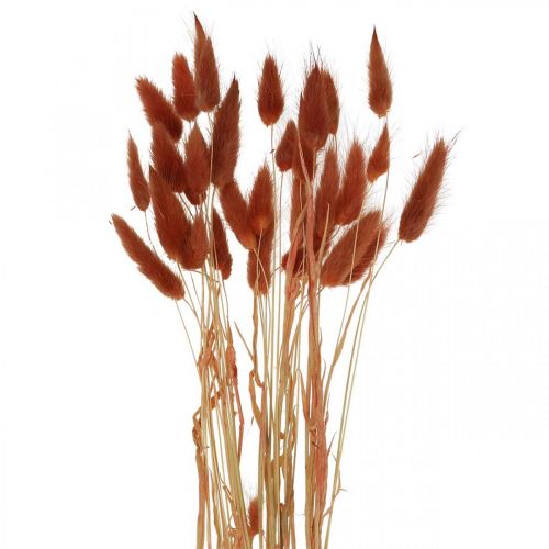 Floristik24 Sausa žolė rūdžių raudona, natūrali apdaila, Lagurus, sausa floristika L45-50cm 30 vnt.