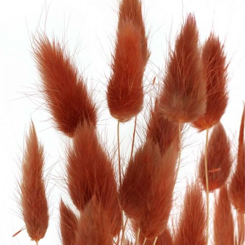 Floristik24 Sausa žolė rūdžių raudona, natūrali apdaila, Lagurus, sausa floristika L45-50cm 30 vnt.