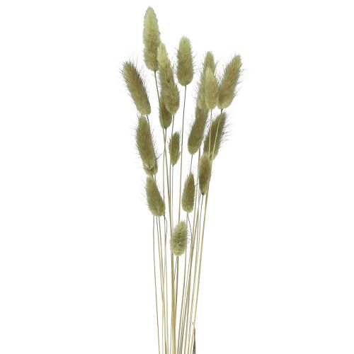 daiktų Lagurus džiovintos triušio uodegos alyvuogės 65-70 cm 100 g