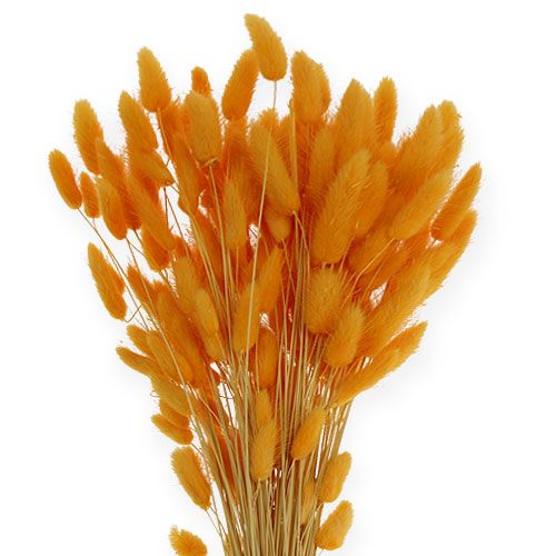 Floristik24 Dekoratyvinė žolė oranžinė Lagurus 100gr